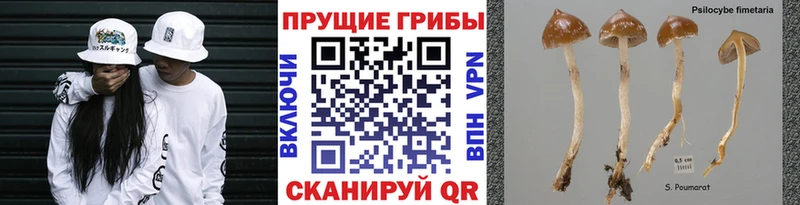 Псилоцибиновые грибы MAGIC MUSHROOMS  Голицыно 